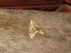 Tessella sertata