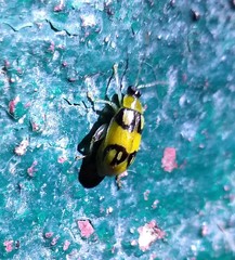 Walterianella biarcuata