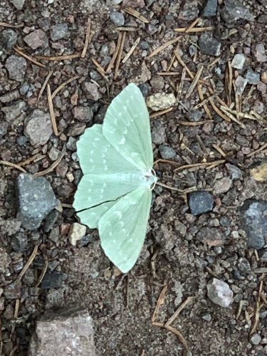 Large Emerald
