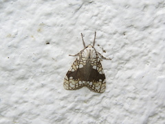 Tessella sertata