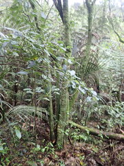 Geniostoma ligustrifolium ligustrifolium