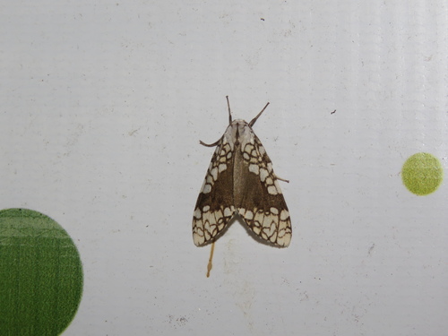 Tessella sertata