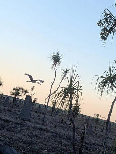 Torresian Black-necked Stork