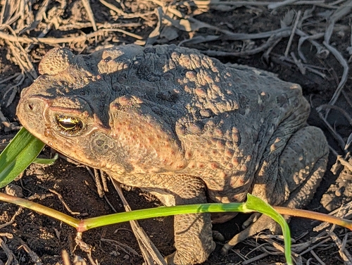 Cane Toad