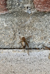 Anaxipha