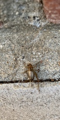 Anaxipha