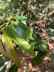 Glochidion acuminatum