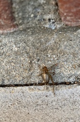 Anaxipha
