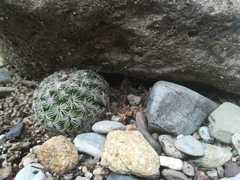 Coryphantha delicata