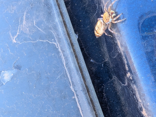 Baehr's Cosmophasis