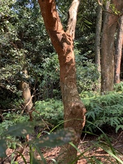 Glochidion acuminatum