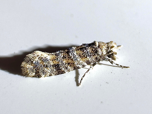 Clemens' Bark Moth photo 3