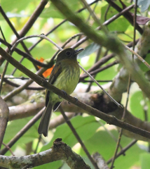 Rhynchocyclus fulvipectus