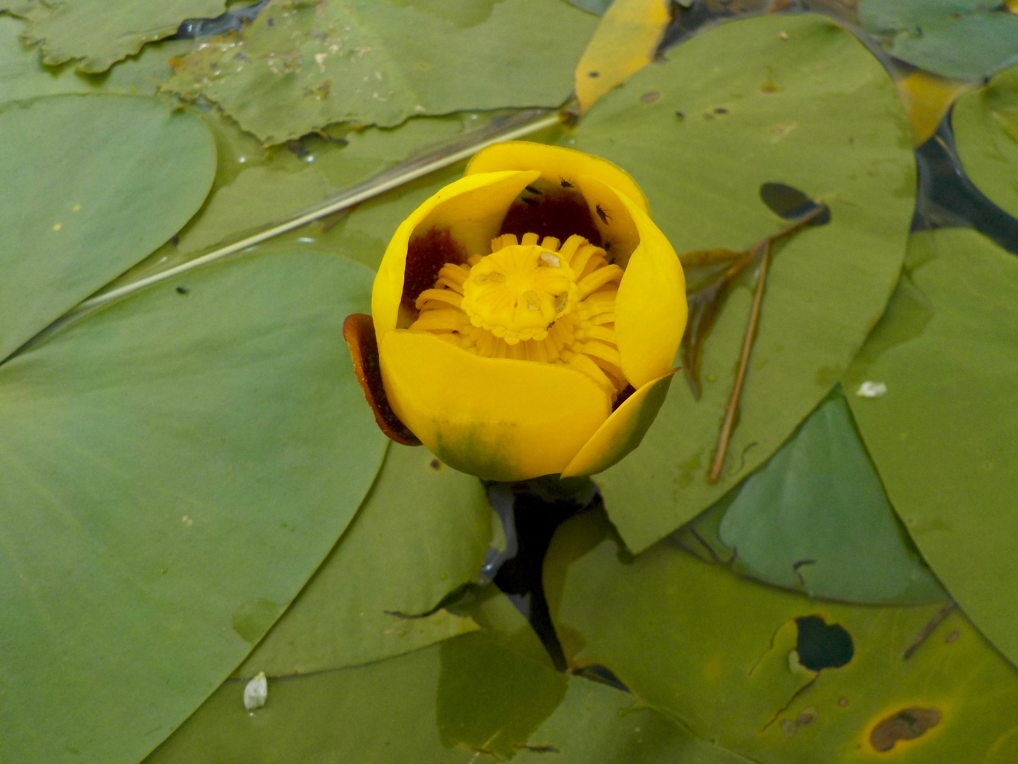 Nuphar variegata