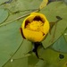 Variegated Yellow Pond-Lily - Photo (c) Mathew Zappa, some rights reserved (CC BY), uploaded by Mathew Zappa