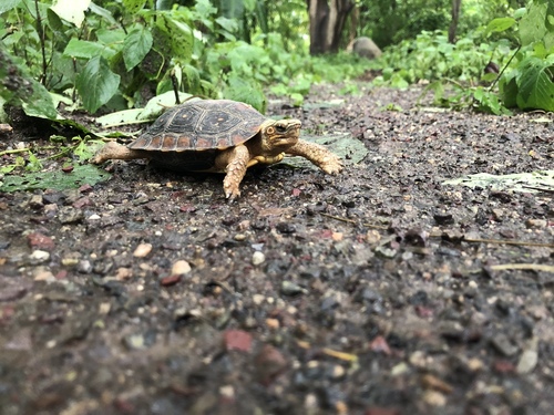 Mexican Spotted Terrapin