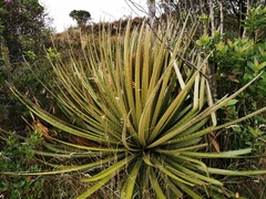 Puya goudotiana