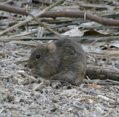 Sigmodon arizonae