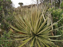 Puya goudotiana