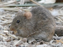 Sigmodon arizonae