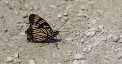 Euripus nyctelius