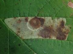 Cameraria corylisella