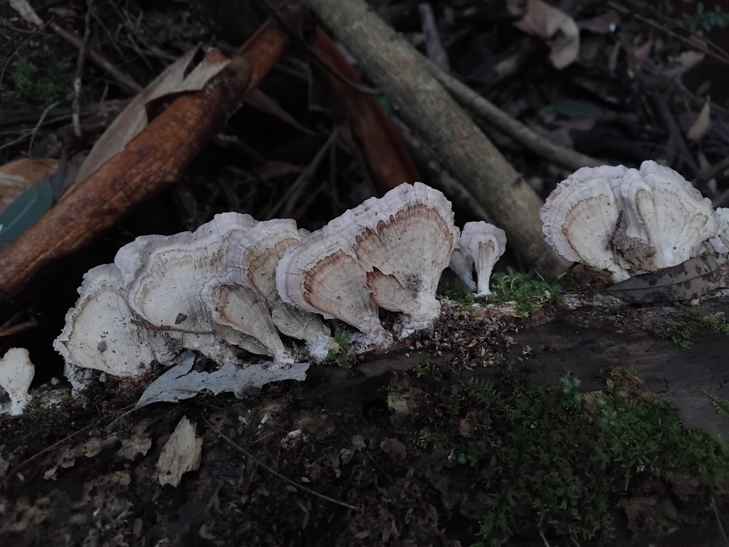 Trichaptum biforme · July 2025 · photo: © sofiazed1 (iNaturalist, cc-by)