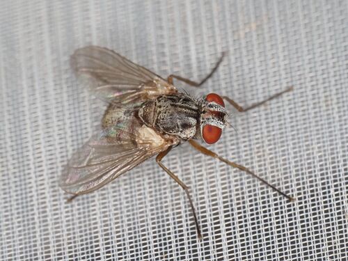 Therobia leonidei