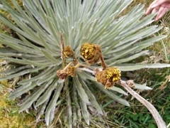 Espeletia argentea