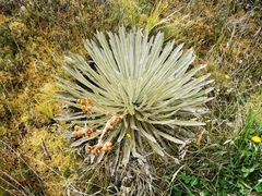 Espeletia argentea