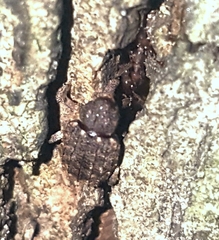 Conotrachelus posticatus