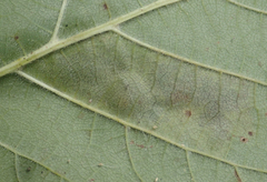 Cameraria corylisella