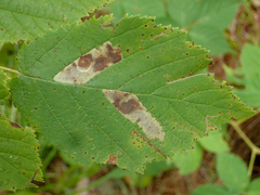 Cameraria corylisella