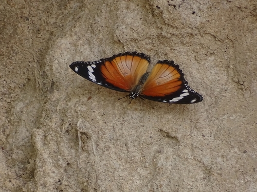 Danaid Eggfly