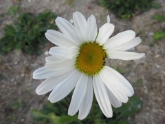 Leucanthemum × superbum