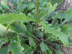 Leucanthemum × superbum