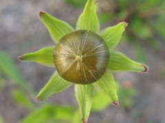 Leucanthemum × superbum