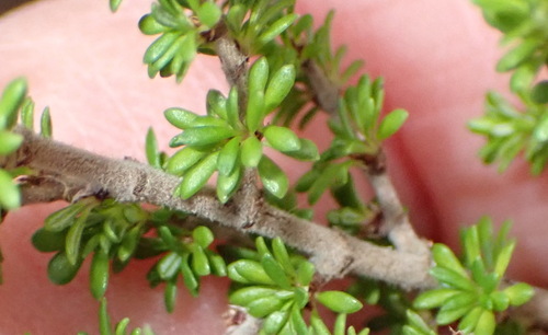 Tangle Caperose (Cliffortia serpyllifolia)