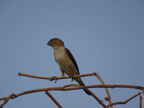 African Silverbill
