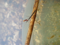 Hydrometra stagnorum