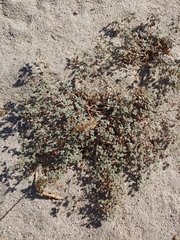 Tiquilia plicata, photograph janeyair, CC0, iNaturalist via GBIF