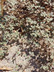 Tiquilia plicata, photograph janeyair, CC0, iNaturalist via GBIF