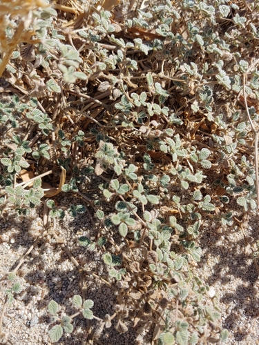 Tiquilia plicata, photograph 3