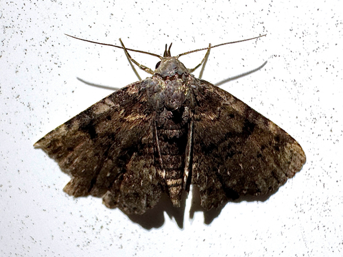 Four-spotted Fungus Moth photo 5