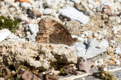 Pedaliodes symmachus