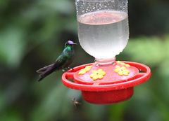 Heliodoxa leadbeateri