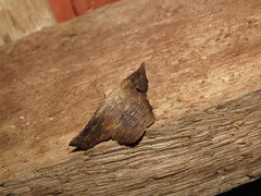 Tyrissa perstrigata
