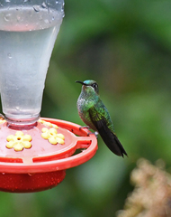 Heliodoxa leadbeateri