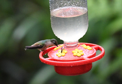 Anthocephala berlepschi