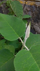 Buddleja cordata